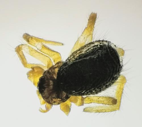 Réf. 322 176 : Lasiargus hirsutus